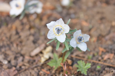 花之江の郷 栃木市観光資源データベース 蔵ナビ